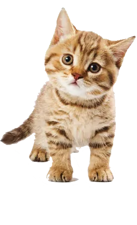 Small Animals